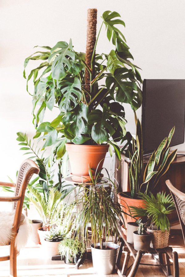 The Best Low Maintenance Houseplants – Easy Care Plants That You ...