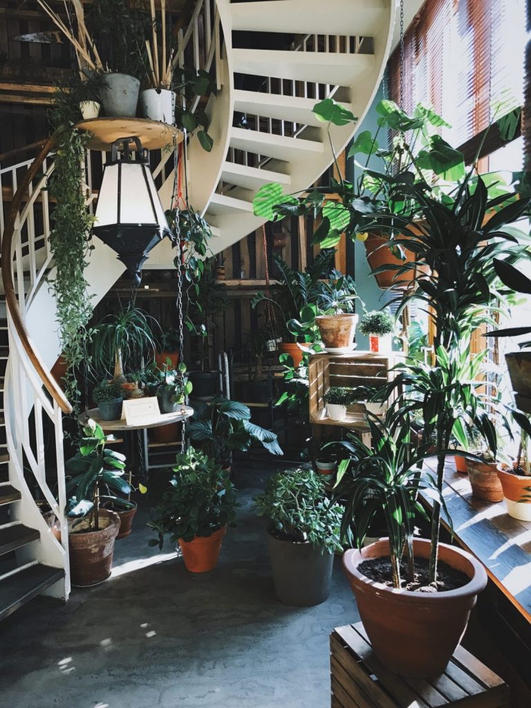 The Best Low Maintenance Houseplants - Easy Care Plants ...