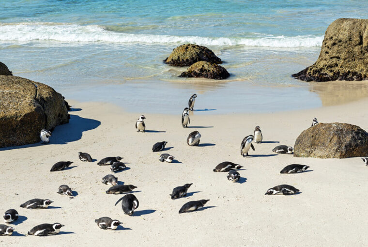 Rock boulders and African or Jackass Penguins (Spheniscus Demersus) on the famous Boulder Beach Cape town, South Africa. - Image by SL-photography via Adobe Stock