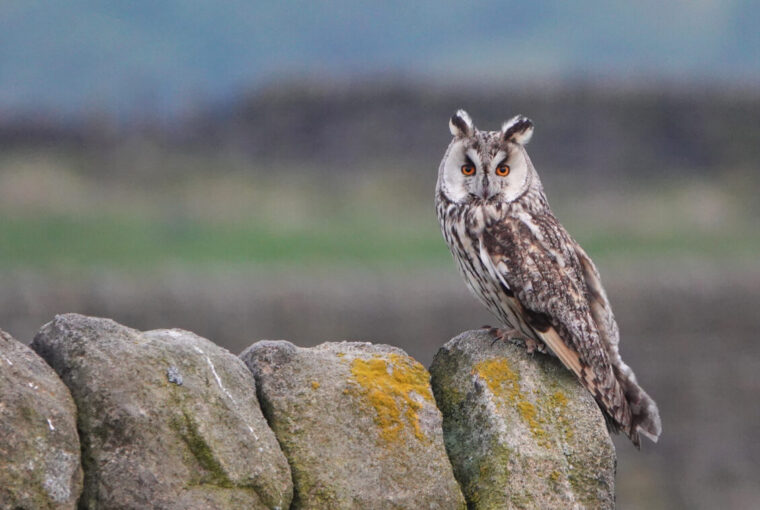 Long-eared Owl (Asio otus) - Image By Andrew Tilsley Photo By Andrew Tisley (https://andrewtilsley.wixsite.com/artwork/photography)