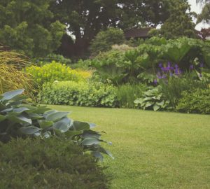 Large garden full of assorted plants