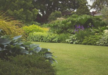 Large garden full of assorted plants