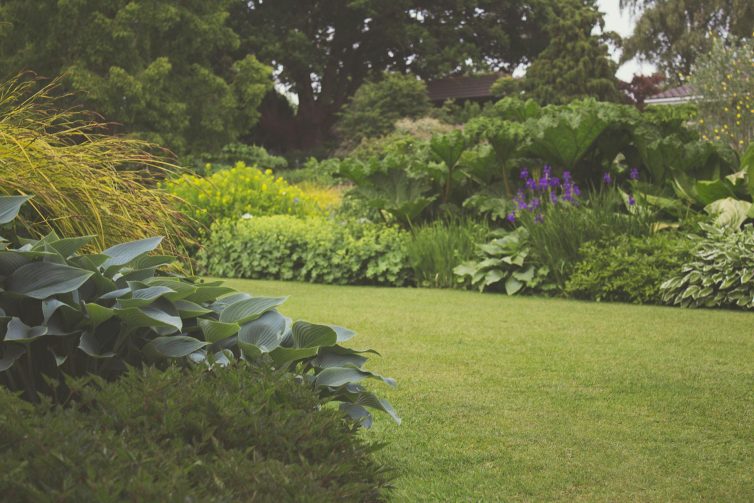 Large garden full of assorted plants