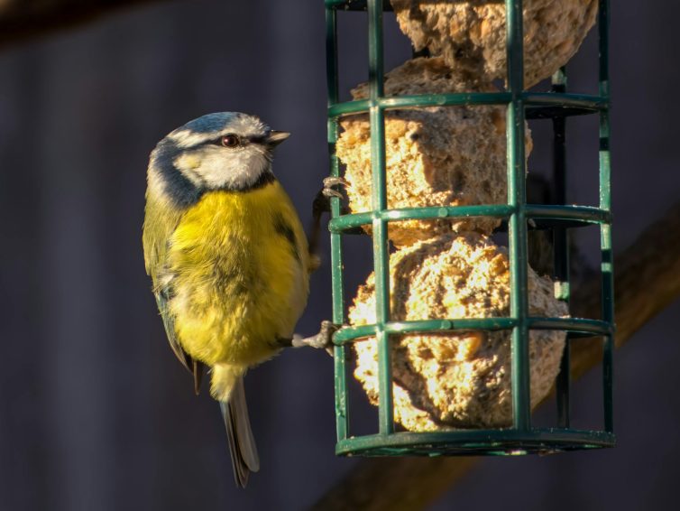 Bluetit bird eating fat balls from bird feeder