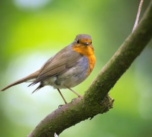 Robin on tree branch