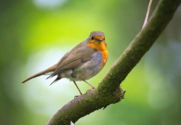 Robin on tree branch