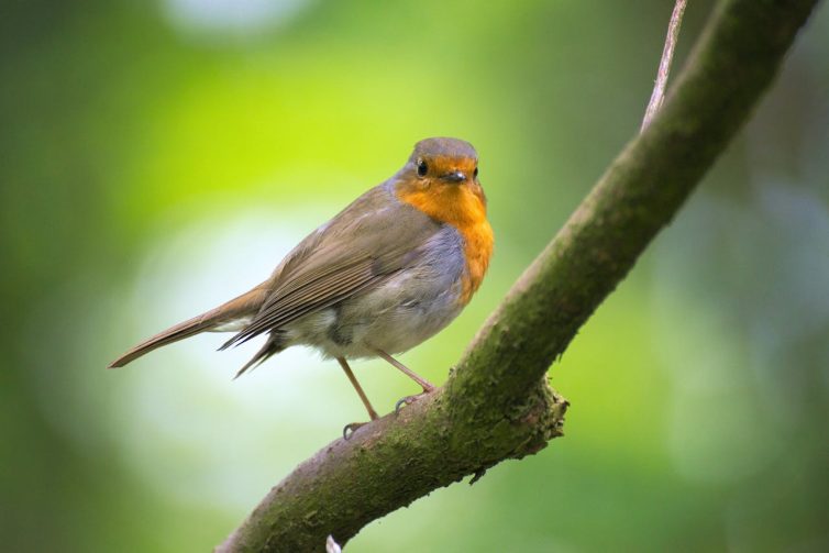 Robin on tree branch