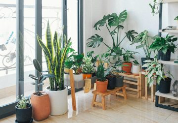 House Plants